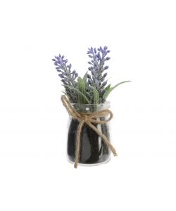 Lavanda con vaso vetro  5 x 10 h cm