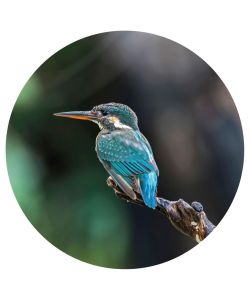 WallArt Cerchio Carta da Parati The Kingfisher 142,5 cm
