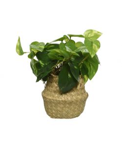 Pothos artificiale con cesto