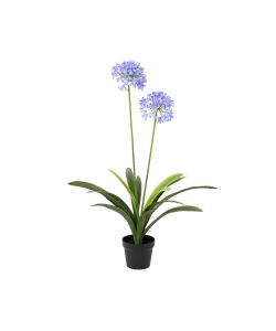 Agapanthus artificiale in vaso