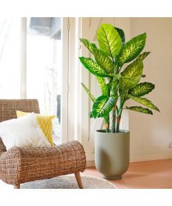 Pianta artificiale Dieffenbachia in vaso