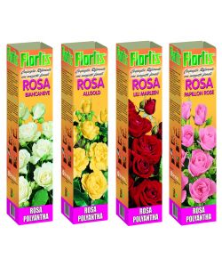 Arbusto rose Polyantha mix