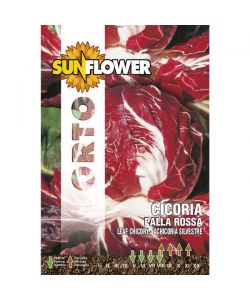 Sementi Cicoria Palla Rossa              Sunflower