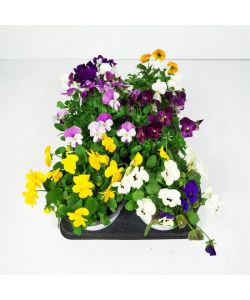 Petunia in vaso 14cm Mix colori