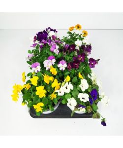 Vaso con Petunia Mix colori