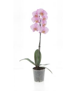 Orchidea Phalaenopsis 1 ramo