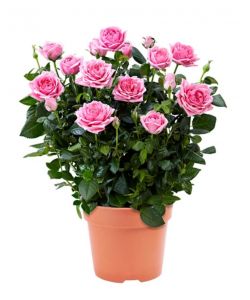 Vaso 12 con roselline