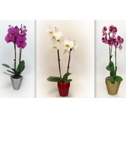 Orchidea Phalaenopsis in Vaso di Ceramica - Colori Assortiti - 12 cm
