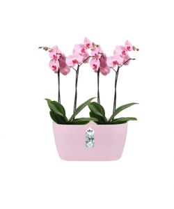 Vaso Brussels Orchid Duo Rosa